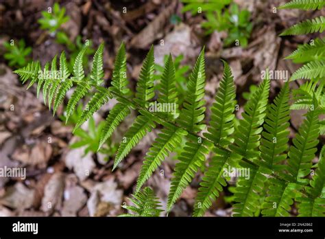 El Helecho Es Un Miembro De Un Grupo De Plantas Vasculares Que Se