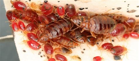 Bed Bug Pest Control In Dubai Golden Touch Pest Control