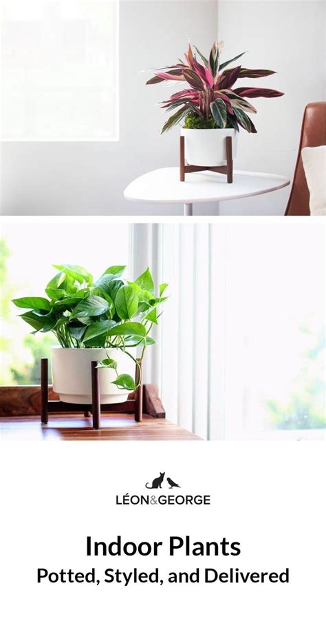 Indoor Plants - Potted, Styled, and Delivered | Indoor plant pots, Indoor plants, Plants