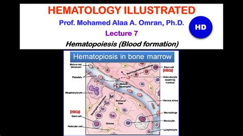 Hematology Lecture 7 2020 Hd Youtube