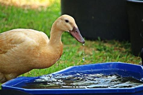 Raising Ducks for Eggs | Almanac.com