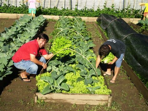 Projeto Modelo De Uma Horta Org Nica Cultivo Organico