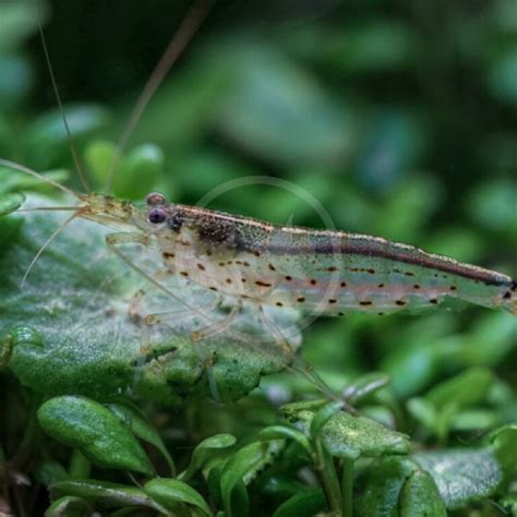 SHRIMP FW AMANO ALGAE EATING Caridina Multidentata Aquatics Unlimited