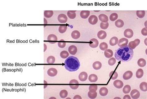 Types Of Cells Under Microscope