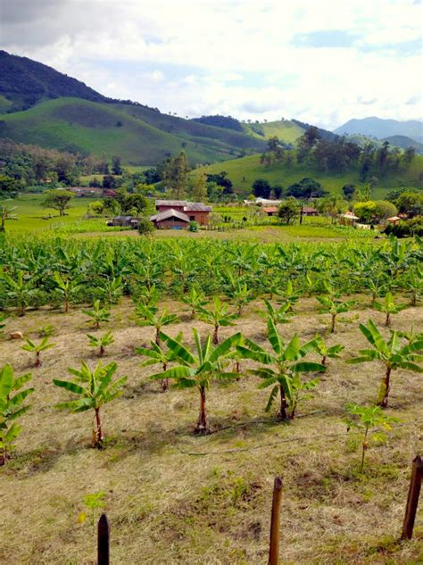 Agricultura orgânica experiência que vem da terra FAESP SENAR SP CAESP