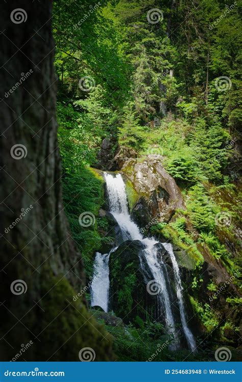 Vertical Shot Of The Triberg Waterfall Covered By Lush Green Trees And