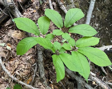 Wild Ginseng Plant