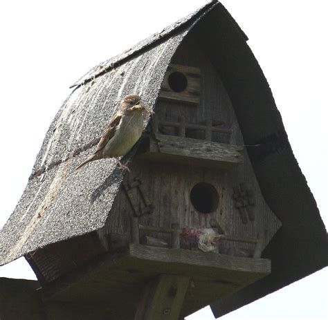 My Bird Sanctuary Dream: Sparrow House Activity Update