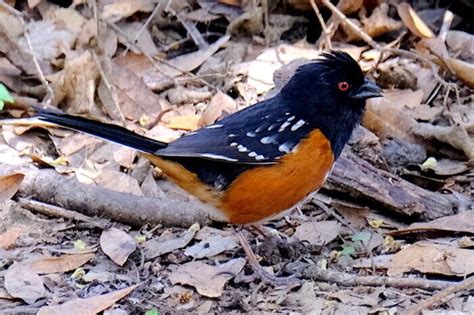 Spotted Towhee — Santa Clara Valley Bird Alliance