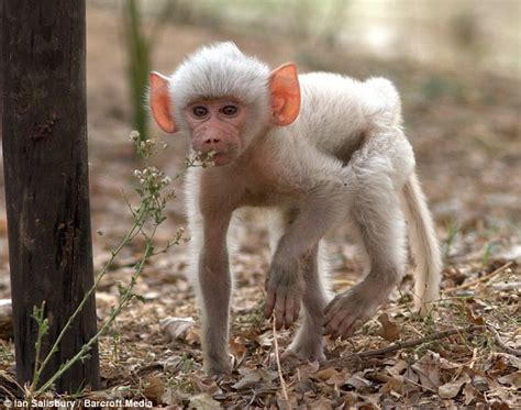 Albino Baboon