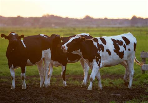 Governo Suíço Incentiva Redução Do Consumo De Carne Em Prol Do Clima