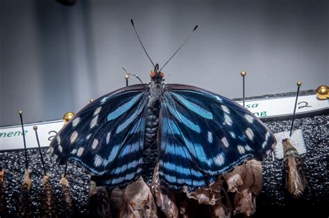 Photos Butterflies Are Blooming At Meijer Gardens 2023