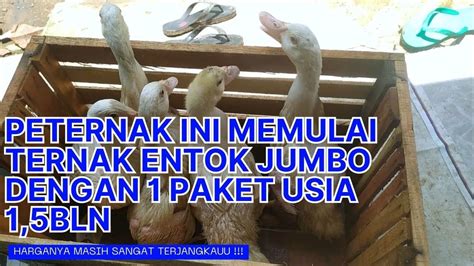 Kirim Paket Entok Jumbo Usia Bln Harga Terjangkau Utk Memulai