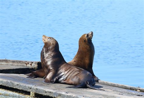 Leões Marinhos Natureza Animais Foto gratuita no Pixabay Pixabay