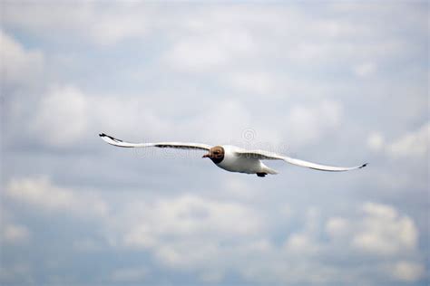 Flying Black And White Seagull Stock Photo Image Of Wildlife Bird