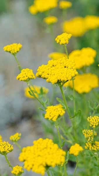 Achillea Tomentosa Aurea Achillea Aurea Woolly Yarrow