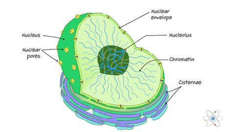 Nucleus Definition Structure And Function With Diagram Sciencing