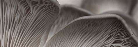 matte grey  mid light neutral grey  matte kitchenaid