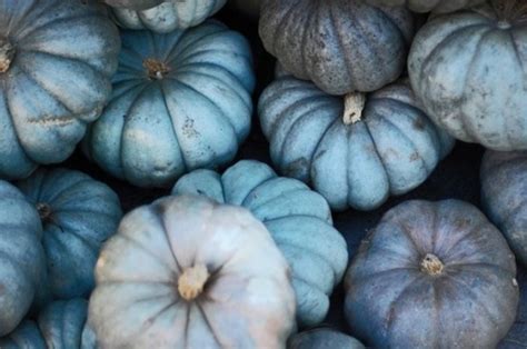 Blue Pumpkins Pictures, Photos, and Images for Facebook, Tumblr, Pinterest, and Twitter