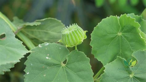 Atibala Abutilon Indicum Qualities Health Benefits And Uses Anantam Ayurveda