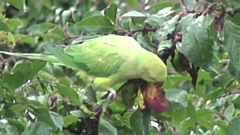 Parakeets Have Breakfast In Brussels Youtube