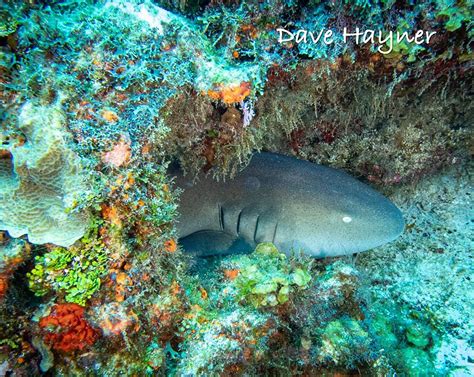 Cozumel Dive Travel Essentials: What to Pack for Your Trip