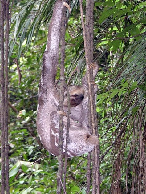 Sloth Brazilian Amazon South America Wildlife Sloth