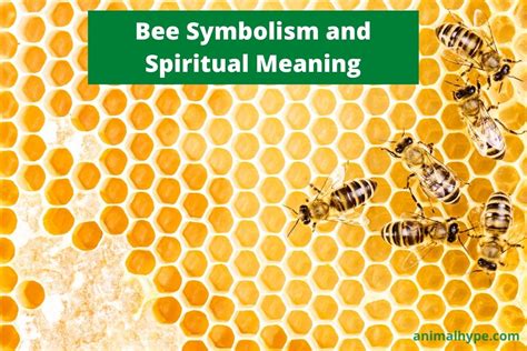 Bee Symbolism And Meaning Totem Spirit And Omens Animal Hype