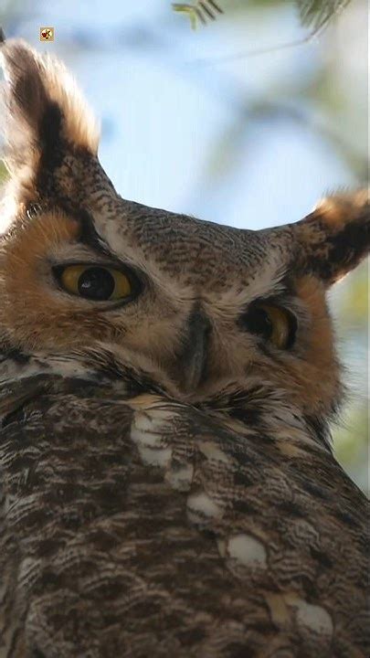 Great Horned Owl Hooting Sound Youtube