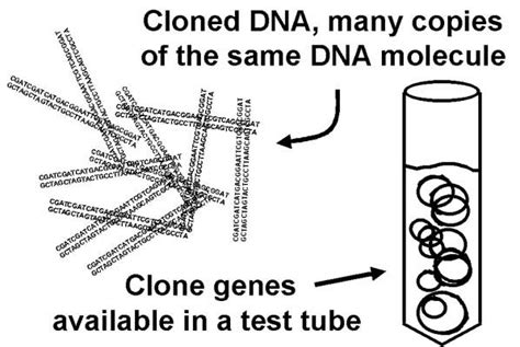 Why Clone Genes Gene Cloning Part 1 The Mechanics Of Recombinant