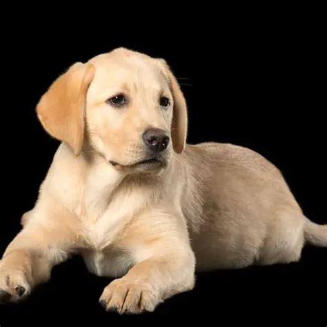 Registered Yellow Lab Puppies for Sale | TrustedPuppies.com