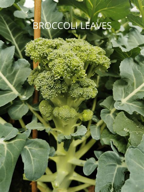 Parts Of Broccoli Crown Florets Spears And More The Short Order Cook