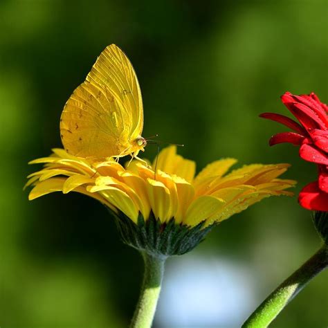 Yellow On Yellow Photo By Ajar Setiadi National Geographic Your Shot