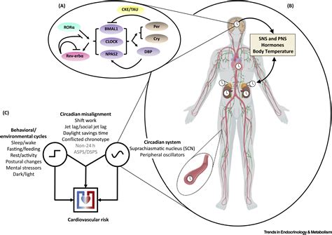 Impact Of Circadian Disruption On Cardiovascular Function And Disease