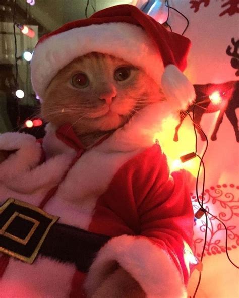 A Cat Dressed Up Like Santa Clause In Front Of Christmas Lights