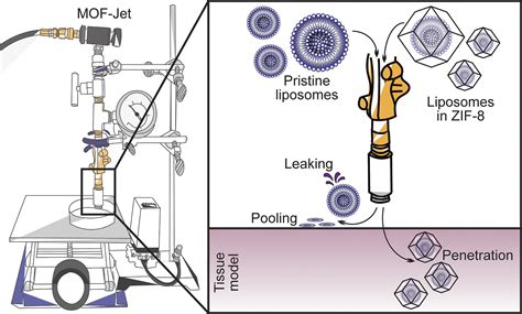 Biolistic Delivery Of Liposomes Protected In Metal Organic Frameworks