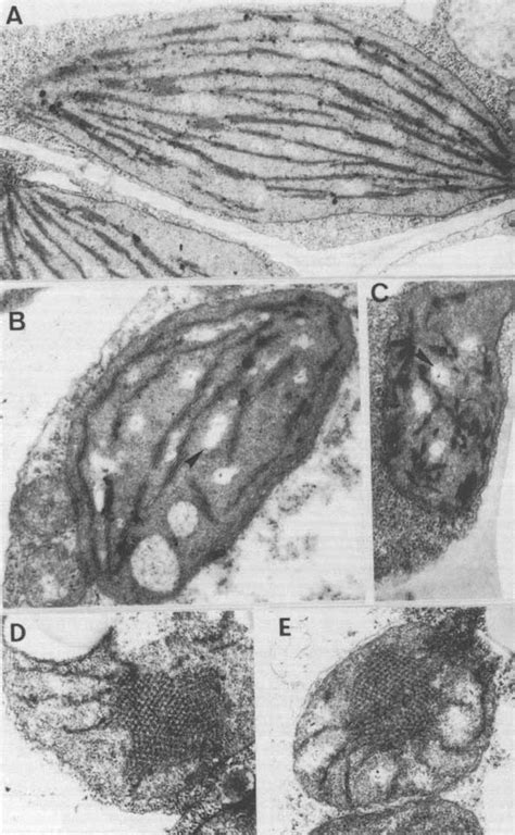 Electron Micrographs Of Chloroplasts And Etioplasts From Wild Type And