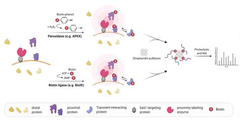 Molecules Free Full Text Rna Proximity Labeling A New Detection Tool For Rnaprotein