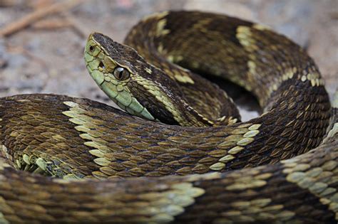 Veja As Cobras Mais Venenosas Do Brasil