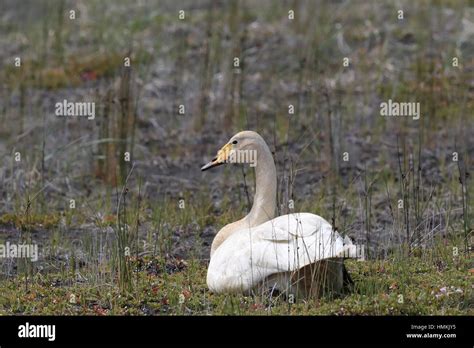 Whooper Swan (Cygnus cygnus) Iceland Stock Photo - Alamy