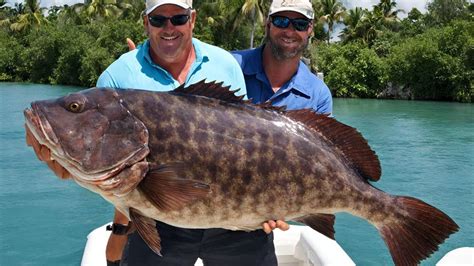 Skillfull Cutting To Fillet Big Fish YouTube