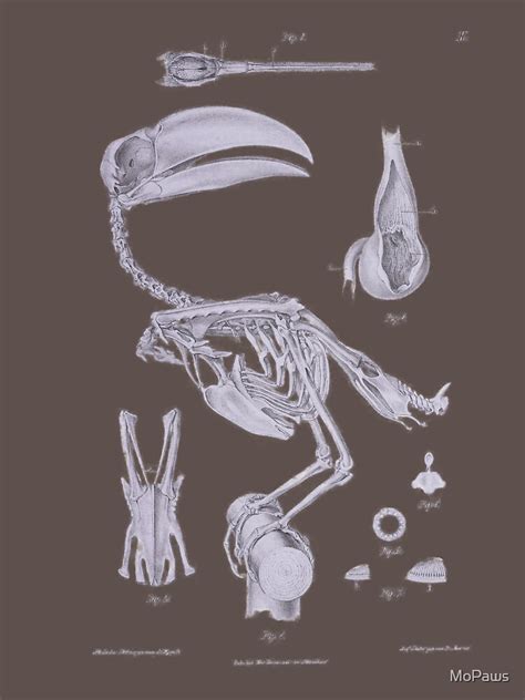 "Toucan Bird Skeleton Anatomy Vintage Natural History" T-shirt by ...