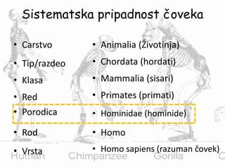 Poreklo Oveka Ppt