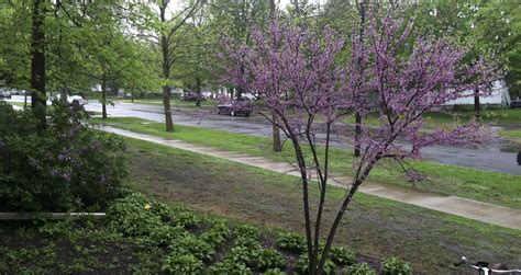 Eastern Redbud Tree In Winter