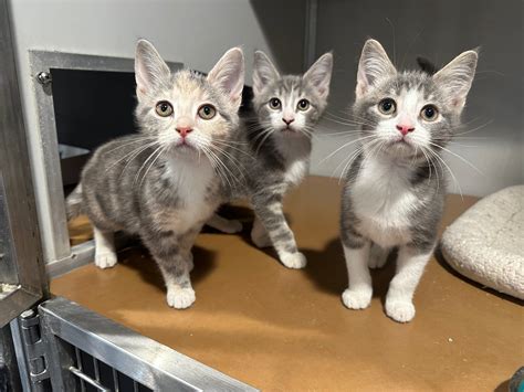 Pennsylvania SPCA Danville Center - All dolled up, and no where to go 💔