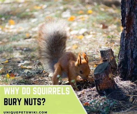 Why Do Squirrels Bury Nuts Important Facts You Must Know