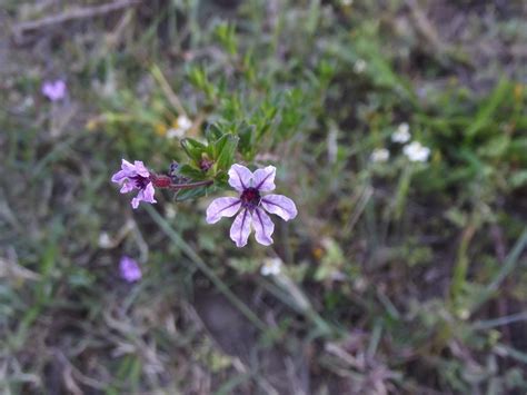 Andys Fragments Flowers Of The Inca Trail In Peru