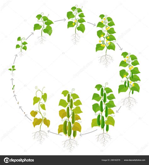 Cucumber Plant Growth Stages Vector Illustration Ripening Period