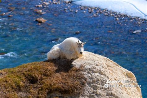 Jasper Winter Wildlife Tours