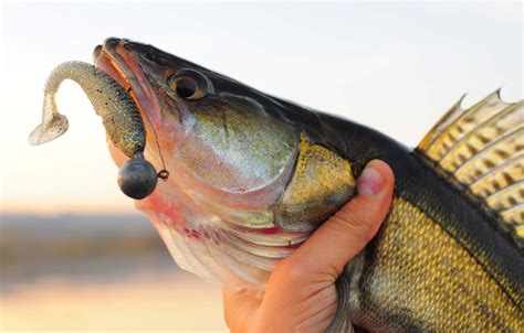 What Color is Most Visible to a Walleye Fish? | Fishing Looker